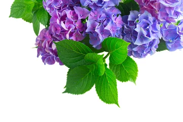 Keuken foto achterwand Hydrangea blue and violet hortensia fresh flowers with fresh green leaves border isolated on white background