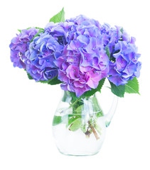 blue and violet hortensia fresh flowers in glass vase isolated on white background