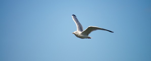 Gliding Seagull