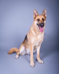 Dog on background. taken in a studio.