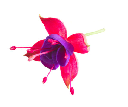 Fototapeta Fuchsia single flower isolated on white background