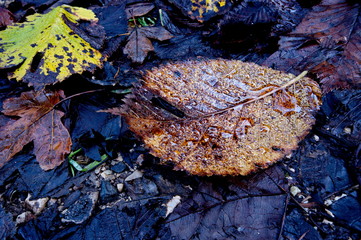 Raindrops on an autumn leaf