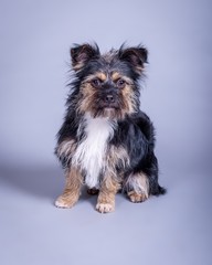 Dog on background. taken in a studio.