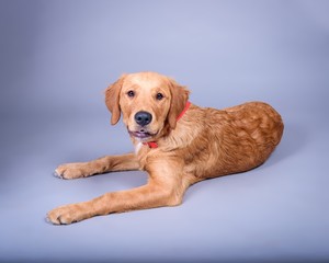 Dog on background. taken in a studio.