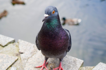 Pigeon