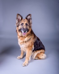 Dog on background. taken in a studio.