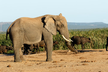I am BIG The African Bush Elephant