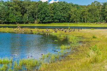 water ponds in the forest with geese and forest bakcground