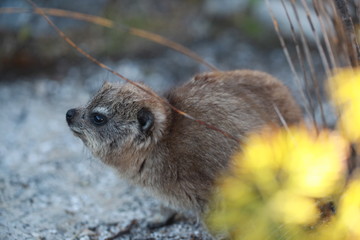 Naklejka premium african wildlife - hyrax with beautiful eyes hiding behind plants