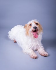 Dog on background. taken in a studio.