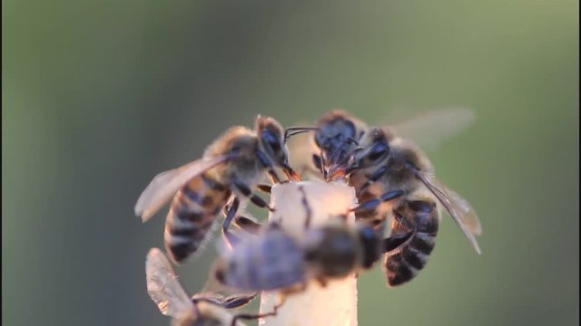 Bees evening.
Video shot in the evening sunlight.
