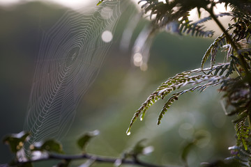 Spyder web on the leaves