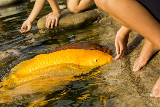 Koi carps eat from the hand