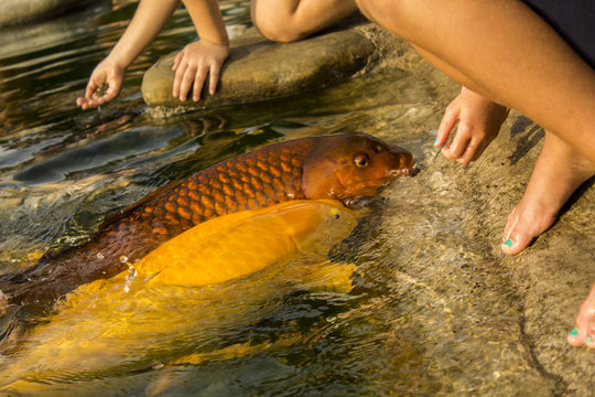 Koi carps eat from the hand