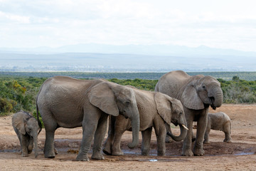 Fototapeta na wymiar Watering Hole Madness by The African Bush Elephant Familie