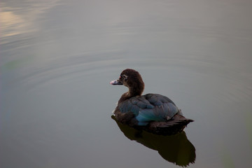 lonely wild duck