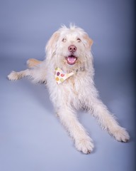 Dog on background. taken in a studio.