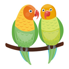 Cartoon parrots couple set and parrots wild animal birds. Tropical parrots feather zoo birds, tropical fauna macaw flying ara. Various cartoon exotic birds set with parrots vector illustration.