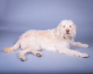 Dog on background. taken in a studio.