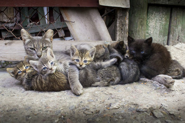 mother cat and kittens