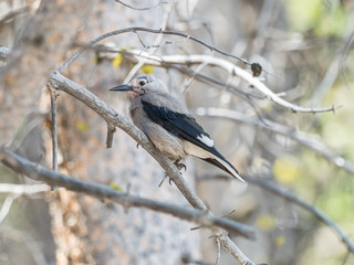 Nutcracker on the tree