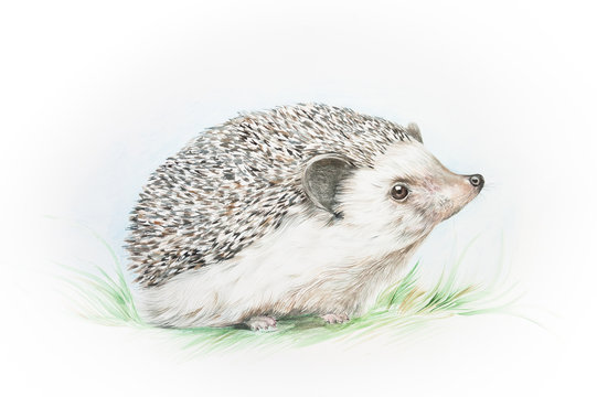 Watercolor illustration of a hedgehog