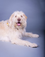 Dog on background. taken in a studio.