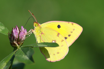 Yellow, green and pink butterfly macro portrait on a purple flower