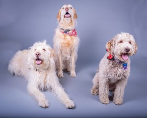 Dog on background. taken in a studio.