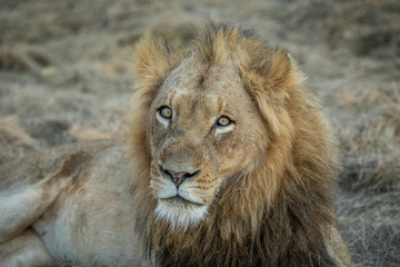 Obraz na płótnie Canvas Huge male Lion starring.