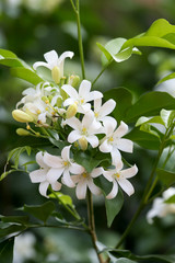 Orange Jasmine flower