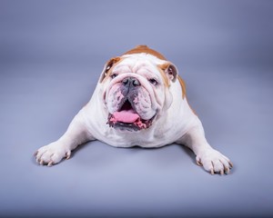 Dog on background. taken in a studio.