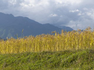 Fototapeta premium Mountains overlooking a rice field in Bhutan.