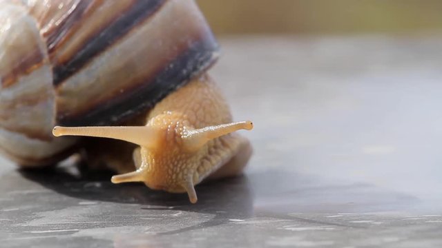 crawling snail closeup