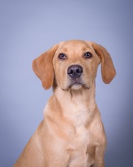 Dog on background. taken in a studio.