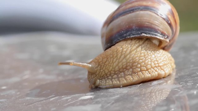 crawling snail closeup