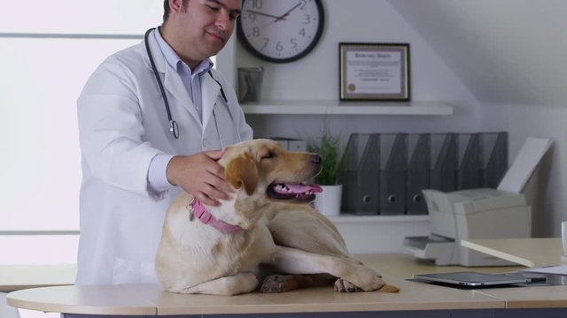Veterinarian giving dog a checkup