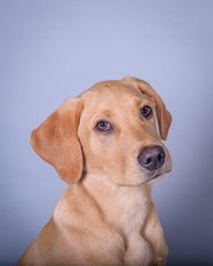 Dog on background. taken in a studio.