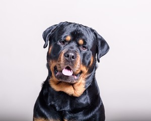 Dog on background. taken in a studio.
