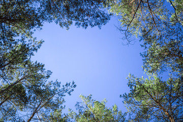 Contifer trees tops look-up to blue sky