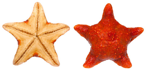 Starfish (Poraniomorpha bidens) inhabitant of the Kara Sea