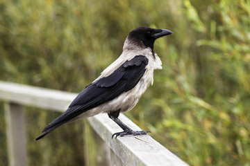 Fototapeta premium Crow sitting on the fence