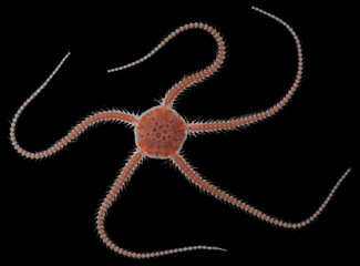Starfish Ophiocten sericeum on black