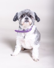 Dog on background. taken in a studio.