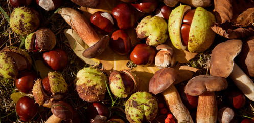conkers mushrooms rowen foraging  -  autumn harvest