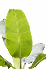 Green Banana leaf