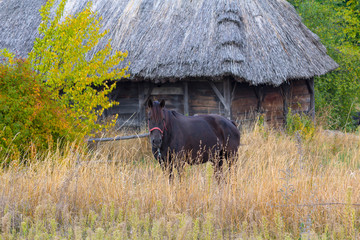 Horse grazes on background of the old house Ukrainian peasant. A