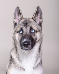 Dog on background. taken in a studio.