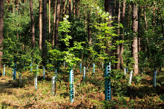 Junge Bäume mit Baumschutz in Schonung, Aufforsten für das Klima