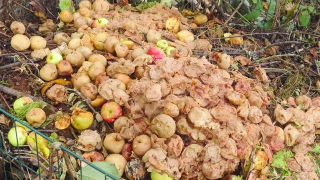 Flies and bees flying around a pile of compost